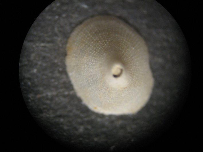 Fissurisepta granulosa